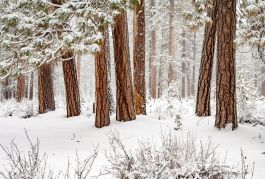 Winter Forest Artwork with Barnwood Floater Frame