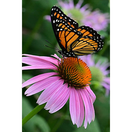 Geof Burbidge Photography Cards - Spring/Summer