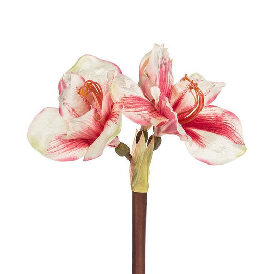 Amaryllis Stem with 3 Blooms
