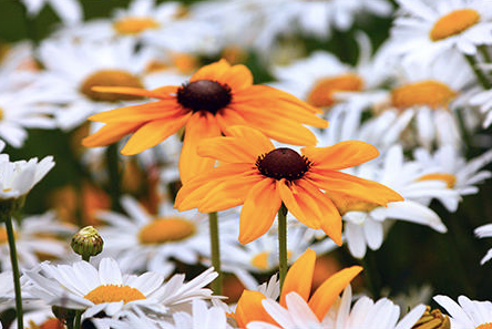 Geof Burbidge Cartes de vœux printemps/été