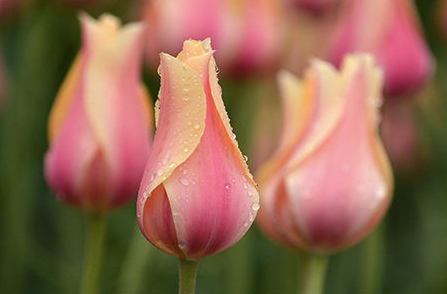 Geof Burbidge Cartes de vœux printemps/été
