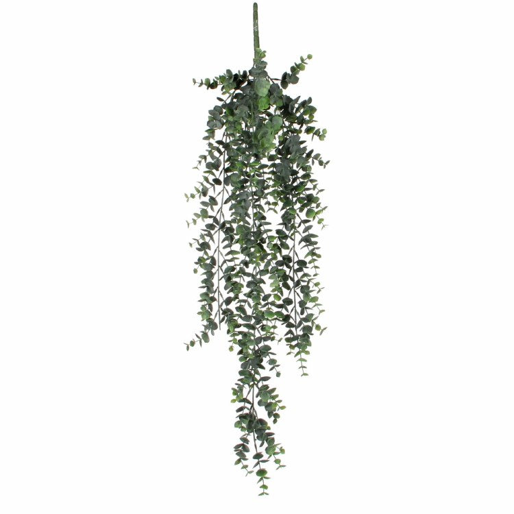 EucalyptusHanging plant