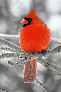 Cartes de vœux d'hiver de Geof Burbidge